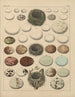 Illustrations for the General Natural History of Oken for all classes Pl025 - Lorenz Oken — artwork view