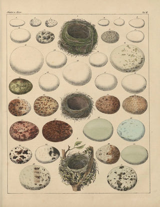 Lorenz Oken - Abbildungen zu Okens Allgemeiner Naturgeschichte fr alle Stnde Pl025.webp