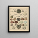 Illustrations for the General Natural History of Oken for all classes Pl025 - Lorenz Oken — framed artwork on a wall