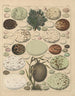 Illustrations for the General Natural History of Oken for all classes Pl026 - Lorenz Oken — artwork view