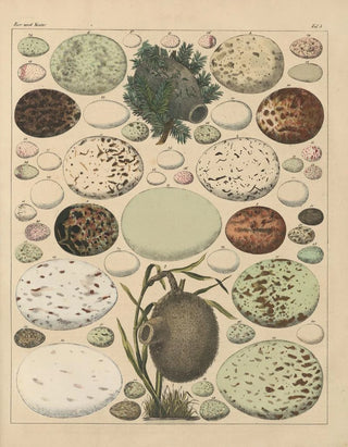 Lorenz Oken - Abbildungen zu Okens Allgemeiner Naturgeschichte fr alle Stnde Pl026.webp