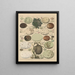 Illustrations for the General Natural History of Oken for all classes Pl026 - Lorenz Oken — framed artwork on a wall