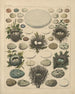 Illustrations for the General Natural History of Oken for all classes Pl027 - Lorenz Oken — artwork view