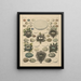 Illustrations for the General Natural History of Oken for all classes Pl027 - Lorenz Oken — framed artwork on a wall