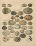 Illustrations for the General Natural History of Oken for all classes Pl028 - Lorenz Oken — artwork view