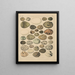 Illustrations for the General Natural History of Oken for all classes Pl028 - Lorenz Oken — framed artwork on a wall