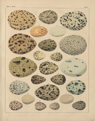 Lorenz Oken - Abbildungen zu Okens Allgemeiner Naturgeschichte fr alle Stnde Pl029.webp
