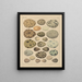 Illustrations for the General Natural History of Oken for all classes Pl029 - Lorenz Oken — framed artwork on a wall