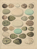 Illustrations for the General Natural History of Oken for all classes Pl030 - Lorenz Oken — artwork view