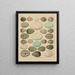 Illustrations for the General Natural History of Oken for all classes Pl030 - Lorenz Oken — framed artwork on a wall