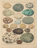 Illustrations for the General Natural History of Oken for all classes Pl031 - Lorenz Oken — artwork view