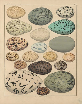 Lorenz Oken - Abbildungen zu Okens Allgemeiner Naturgeschichte fr alle Stnde Pl031.webp