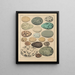 Illustrations for the General Natural History of Oken for all classes Pl031 - Lorenz Oken — framed artwork on a wall