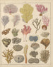 Illustrations for the General Natural History of Oken for all classes Pl032 - Lorenz Oken — artwork view