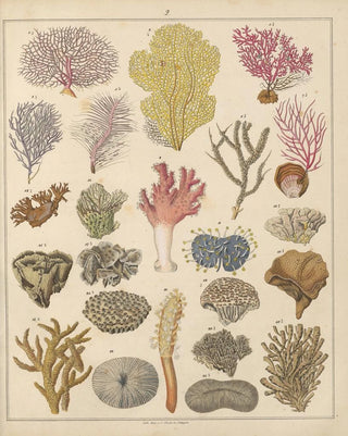 Lorenz Oken - Abbildungen zu Okens Allgemeiner Naturgeschichte fr alle Stnde Pl032.webp