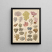 Illustrations for the General Natural History of Oken for all classes Pl032 - Lorenz Oken — framed artwork on a wall