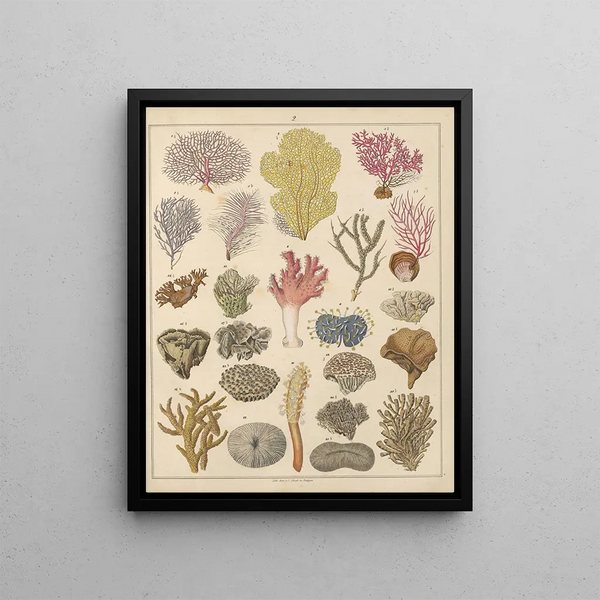 Illustrations for the General Natural History of Oken for all classes Pl032 - Lorenz Oken — framed artwork on a wall