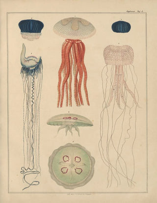 Lorenz Oken - Abbildungen zu Okens Allgemeiner Naturgeschichte fr alle Stnde Pl033.webp