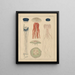 Illustrations for the General Natural History of Oken for all classes Pl033 - Lorenz Oken — framed artwork on a wall