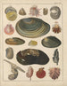 Illustrations for the General Natural History of Oken for all classes Pl034 - Lorenz Oken — artwork view