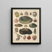 Illustrations for the General Natural History of Oken for all classes Pl034 - Lorenz Oken — framed artwork on a wall