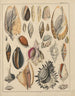 Illustrations for the General Natural History of Oken for all classes Pl035 - Lorenz Oken — artwork view