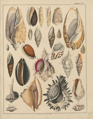 Lorenz Oken - Abbildungen zu Okens Allgemeiner Naturgeschichte fr alle Stnde Pl035.webp