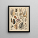 Illustrations for the General Natural History of Oken for all classes Pl035 - Lorenz Oken — framed artwork on a wall