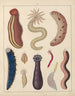 Illustrations for the General Natural History of Oken for all classes Pl036 - Lorenz Oken — artwork view