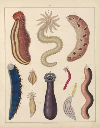 Lorenz Oken - Abbildungen zu Okens Allgemeiner Naturgeschichte fr alle Stnde Pl036.webp