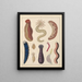 Illustrations for the General Natural History of Oken for all classes Pl036 - Lorenz Oken — framed artwork on a wall