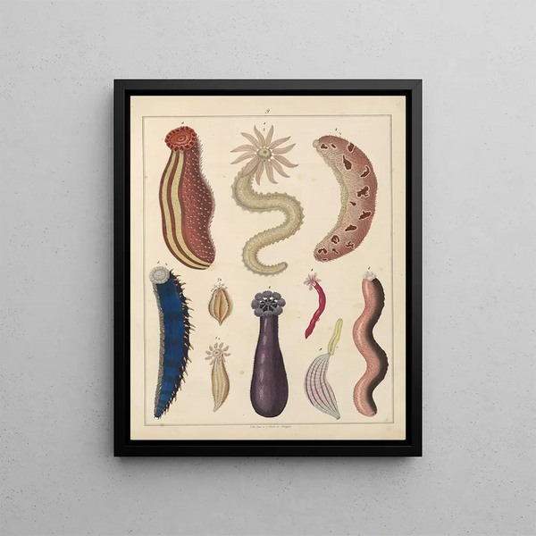 Illustrations for the General Natural History of Oken for all classes Pl036 - Lorenz Oken — framed artwork on a wall