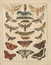 Illustrations for the General Natural History of Oken for all classes Pl037 - Lorenz Oken — artwork view