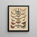 Illustrations for the General Natural History of Oken for all classes Pl037 - Lorenz Oken — framed artwork on a wall