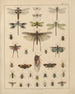 Illustrations for the General Natural History of Oken for all classes Pl038 - Lorenz Oken — artwork view