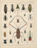 Illustrations for the General Natural History of Oken for all classes Pl039 - Lorenz Oken — artwork view
