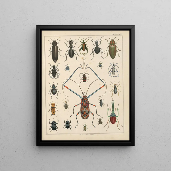 Illustrations for the General Natural History of Oken for all classes Pl039 - Lorenz Oken — framed artwork on a wall