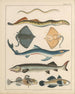 Illustrations for the General Natural History of Oken for all classes Pl040 - Lorenz Oken — artwork view