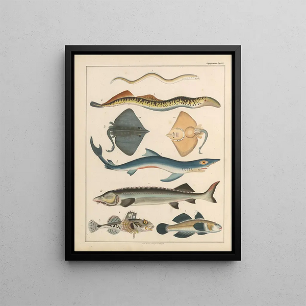 Illustrations for the General Natural History of Oken for all classes Pl040 - Lorenz Oken — framed artwork on a wall