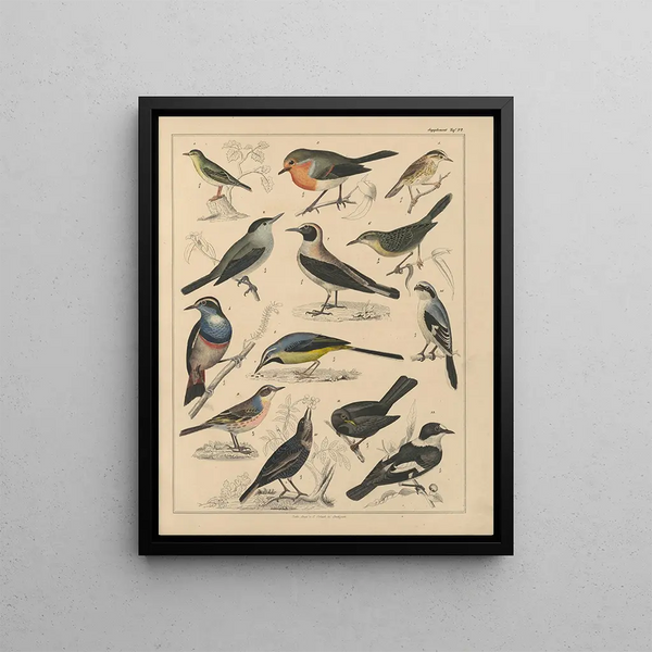 Illustrations for the General Natural History of Oken for all classes Pl041 - Lorenz Oken — framed artwork on a wall