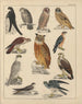 Illustrations for the General Natural History of Oken for all classes Pl042 - Lorenz Oken — artwork view