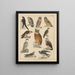 Illustrations for the General Natural History of Oken for all classes Pl042 - Lorenz Oken — framed artwork on a wall