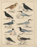 Illustrations for the General Natural History of Oken for all classes Pl043 - Lorenz Oken — artwork view
