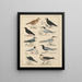 Illustrations for the General Natural History of Oken for all classes Pl043 - Lorenz Oken — framed artwork on a wall