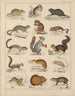 Illustrations for the General Natural History of Oken for all classes Pl044 - Lorenz Oken — artwork view
