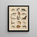 Illustrations for the General Natural History of Oken for all classes Pl044 - Lorenz Oken — framed artwork on a wall