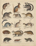 Illustrations for the General Natural History of Oken for all classes Pl045 - Lorenz Oken — artwork view