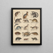 Illustrations for the General Natural History of Oken for all classes Pl045 - Lorenz Oken — framed artwork on a wall