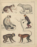 Illustrations for the General Natural History of Oken for all classes Pl046 - Lorenz Oken — artwork view