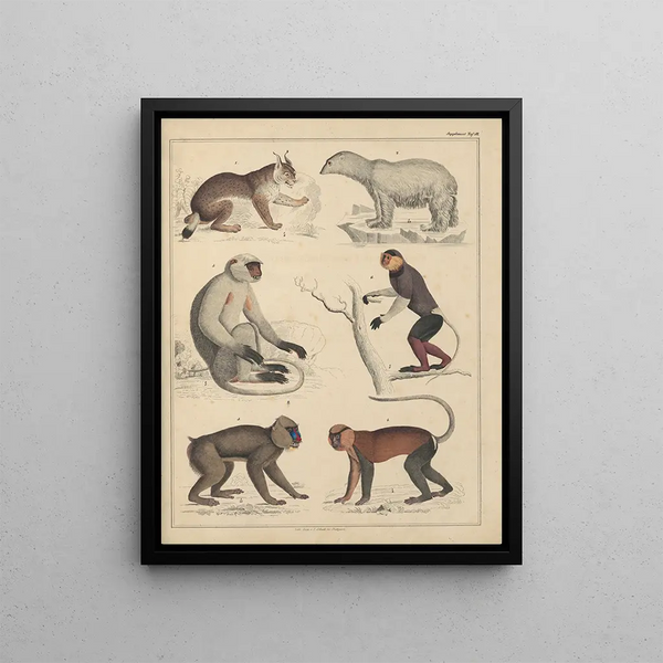 Illustrations for the General Natural History of Oken for all classes Pl046 - Lorenz Oken — framed artwork on a wall